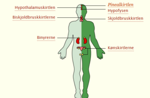 Pinealkirtlen